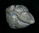 Enrolled Flexicalymene Trilobite From Indiana #5522-4